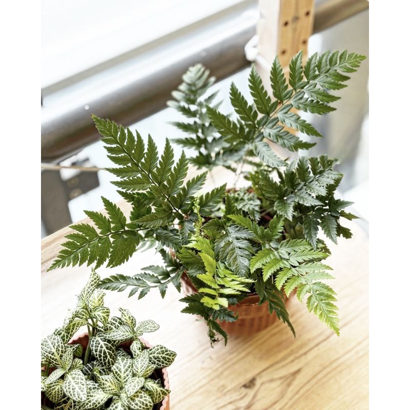 Polystichum tsus-simense - paprotnik chiński