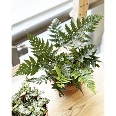 Polystichum tsus-simense - paprotnik chiński