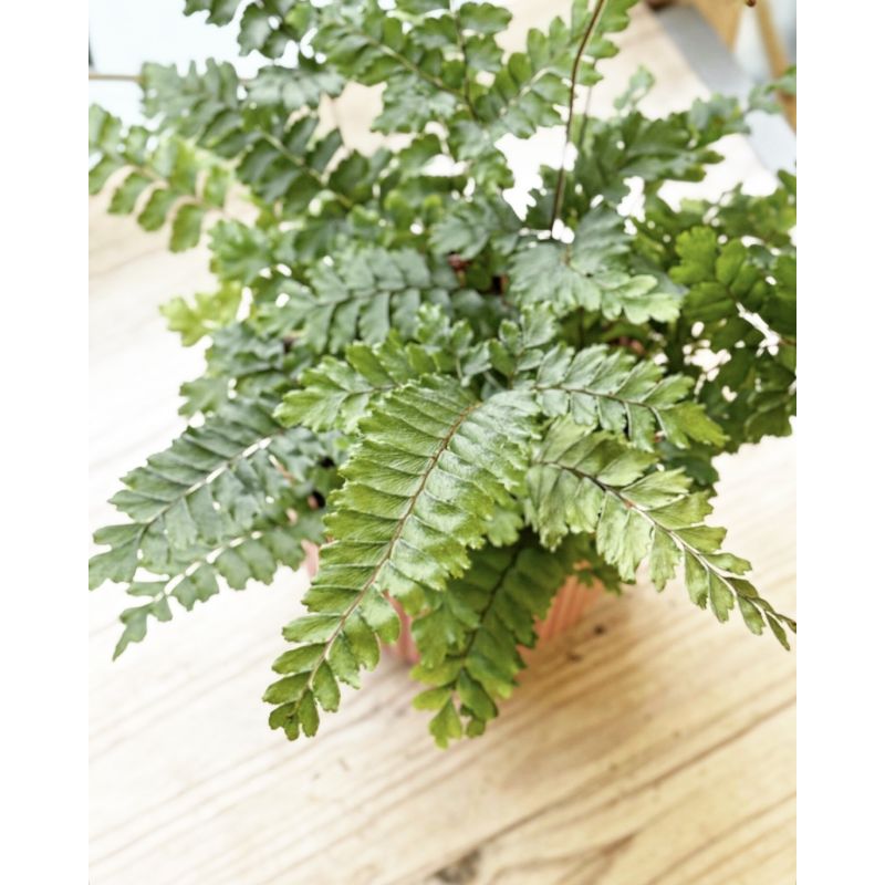 Adiantum hispidulum