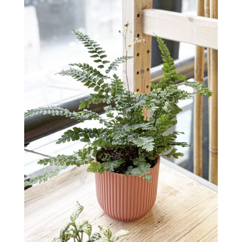 Adiantum hispidulum