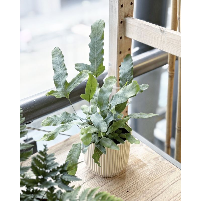 Phlebodium aureum 'Blue Star' - flebodium złociste