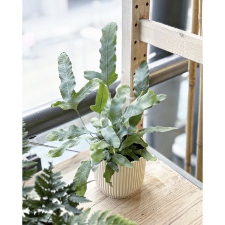 Phlebodium aureum 'Blue Star' - flebodium złociste