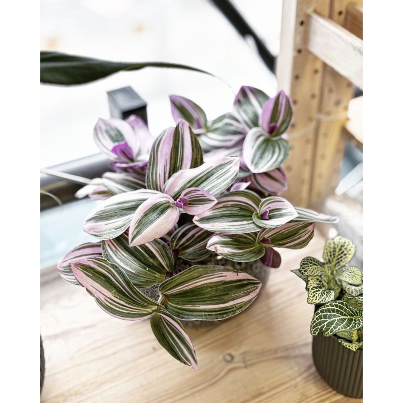 Tradescantia albiflora 'Nanouk' - trzykrotka