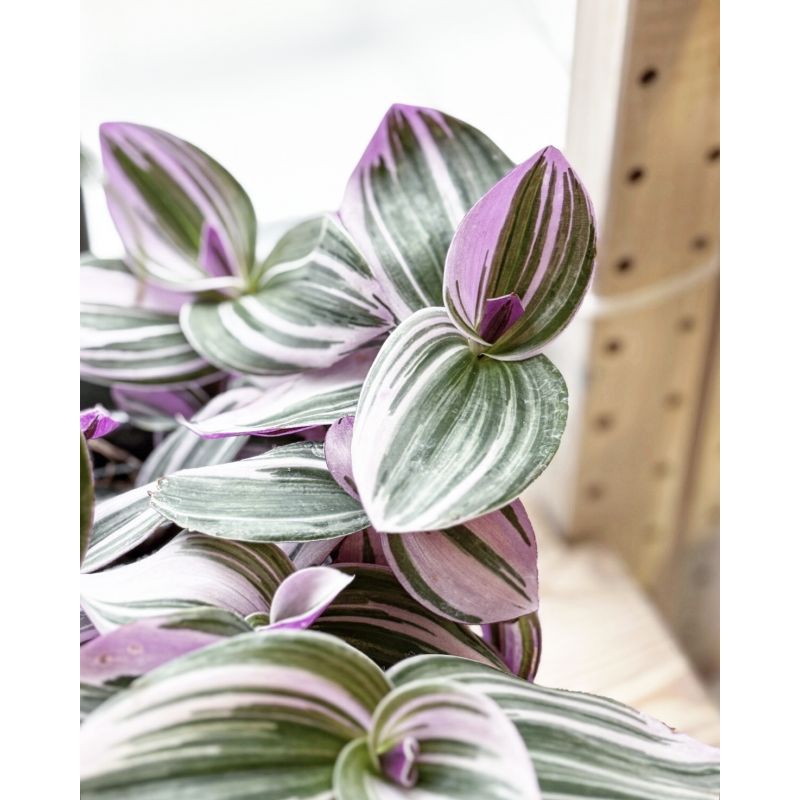 Tradescantia albiflora 'Nanouk' - trzykrotka