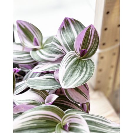 Tradescantia albiflora 'Nanouk' - trzykrotka