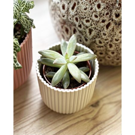 Dudleya greenei