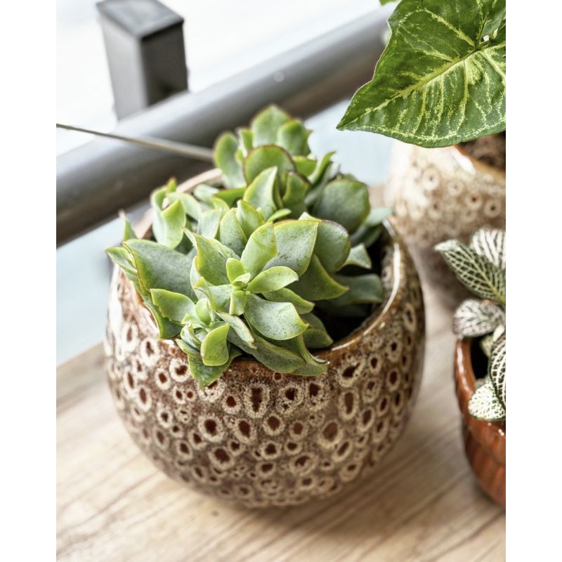 Crassula arborescens - grubosz drzewkowaty