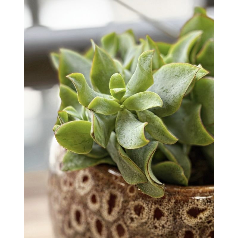 Crassula arborescens - grubosz drzewkowaty
