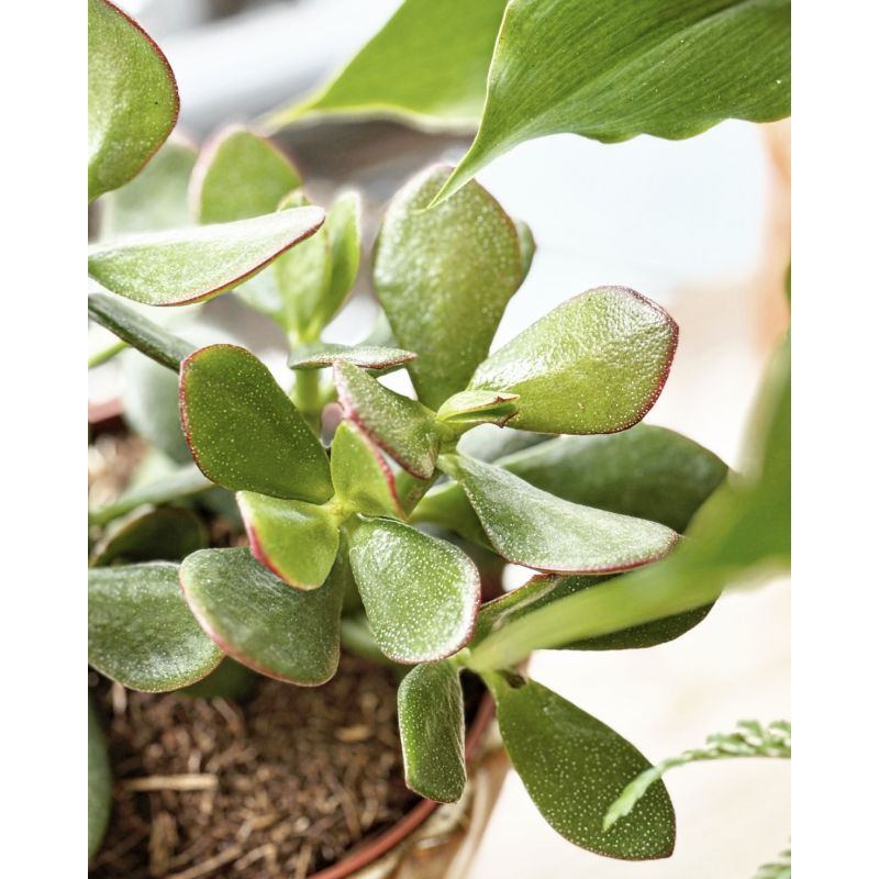 Crassula ovata - grubosz
