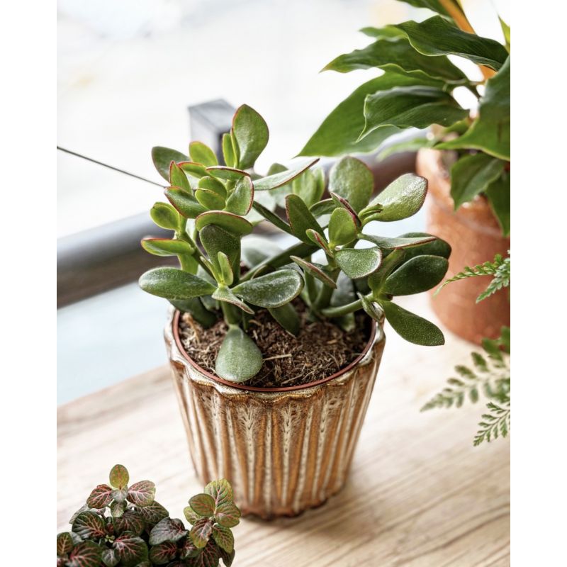 Crassula ovata - grubosz