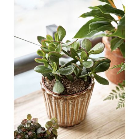 Crassula ovata - grubosz