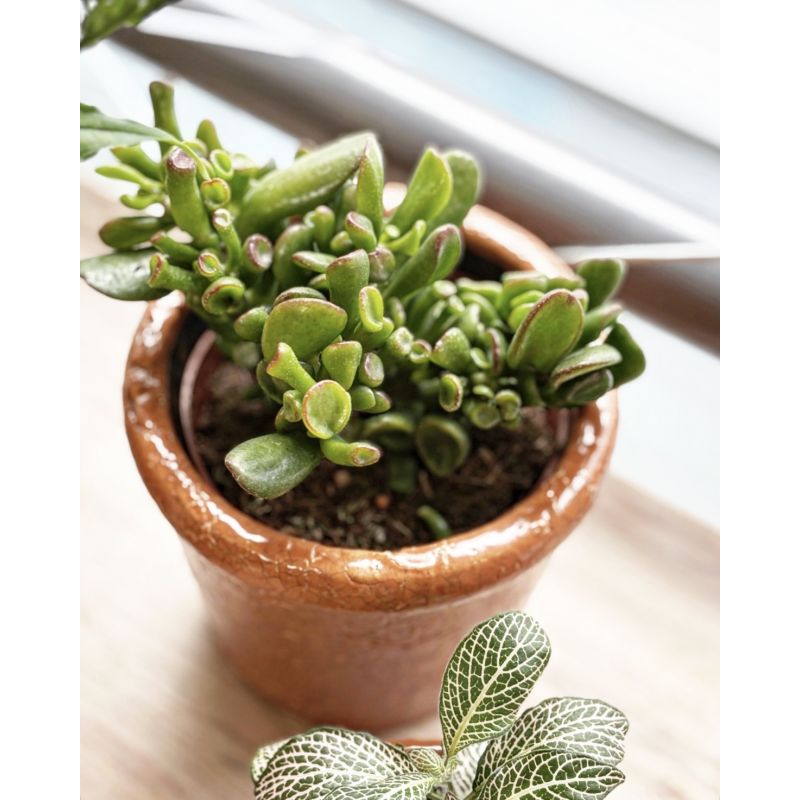 Crassula ovata 'Hobbit' - grubosz