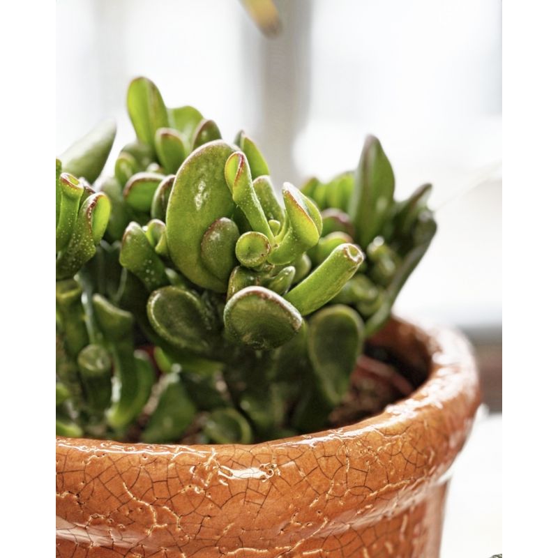 Crassula ovata 'Hobbit' - grubosz