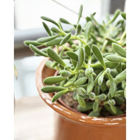 Crassula lanuginosa - grubosz