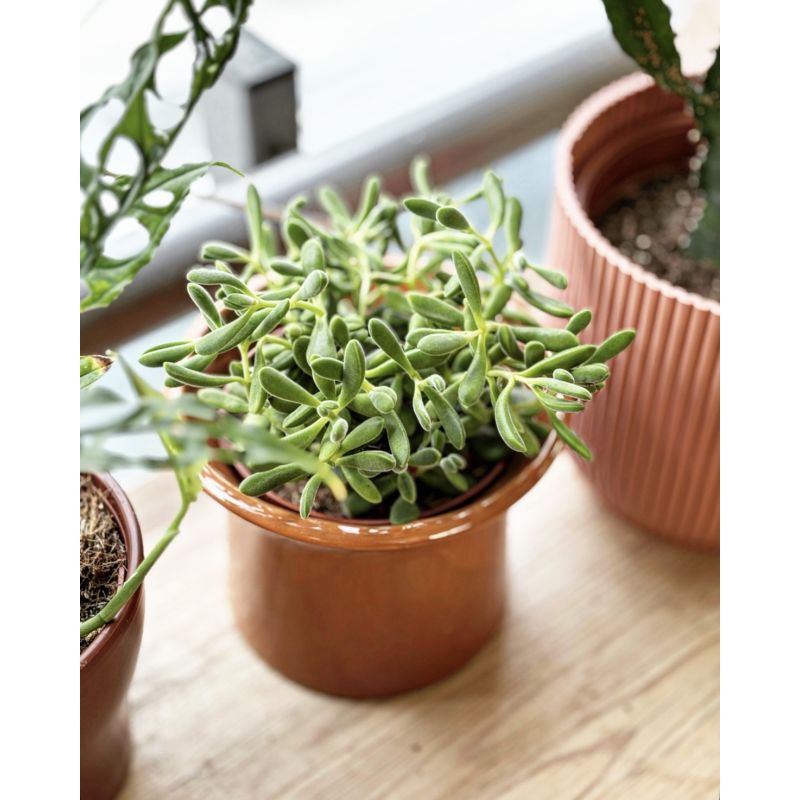 Crassula lanuginosa - grubosz