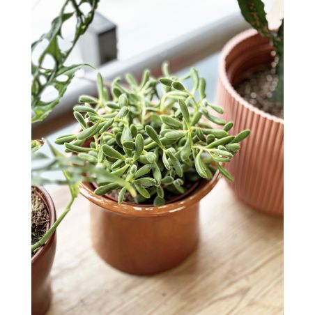 Crassula lanuginosa - grubosz