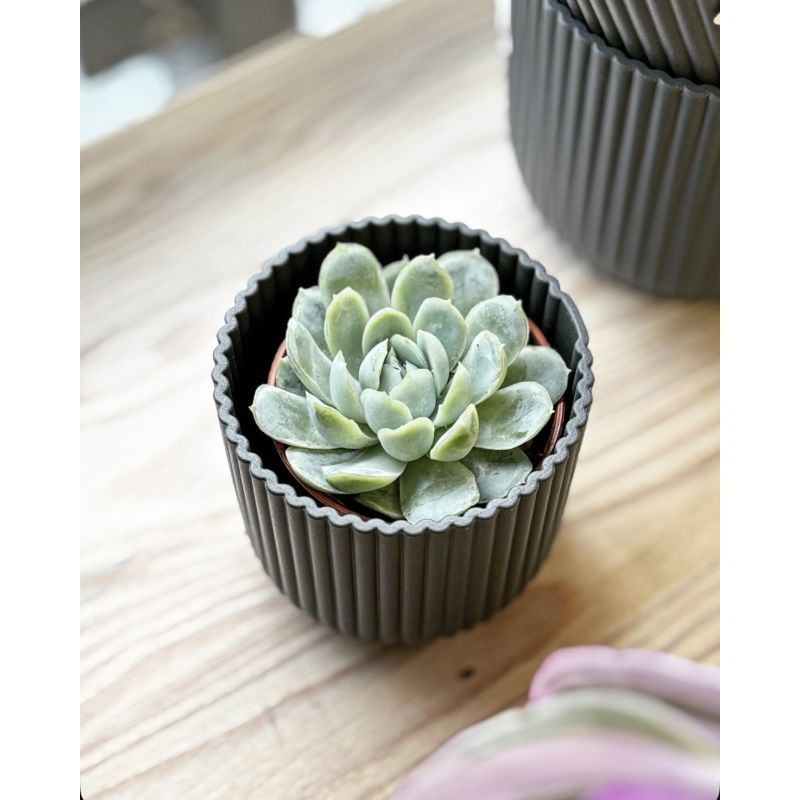 Echeveria elegans - eszeweria