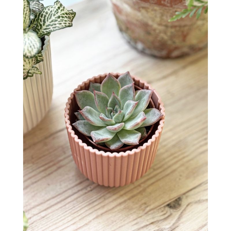 Echeveria colorata - eszeweria