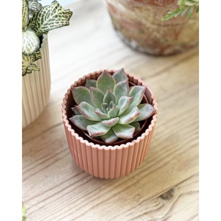 Echeveria colorata - eszeweria