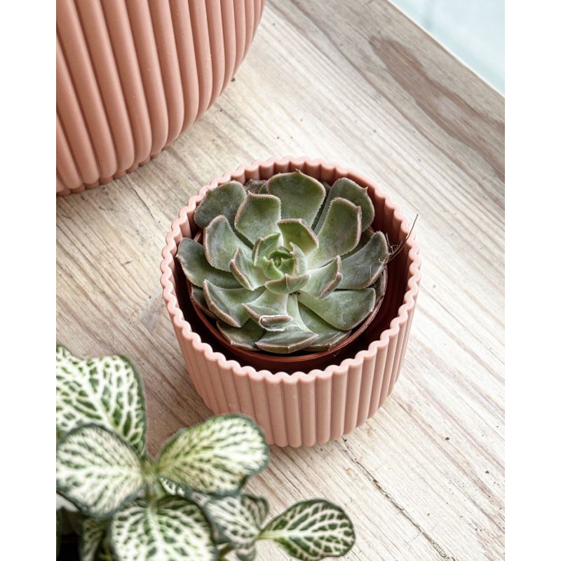 Echeveria derenbergii - eszeweria