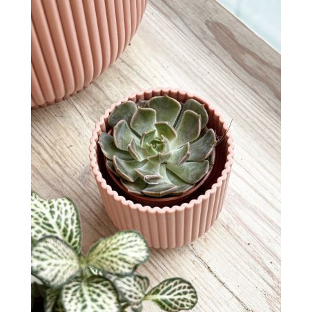 Echeveria derenbergii - eszeweria