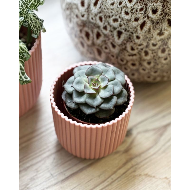 Echeveria moranii - eszeweria