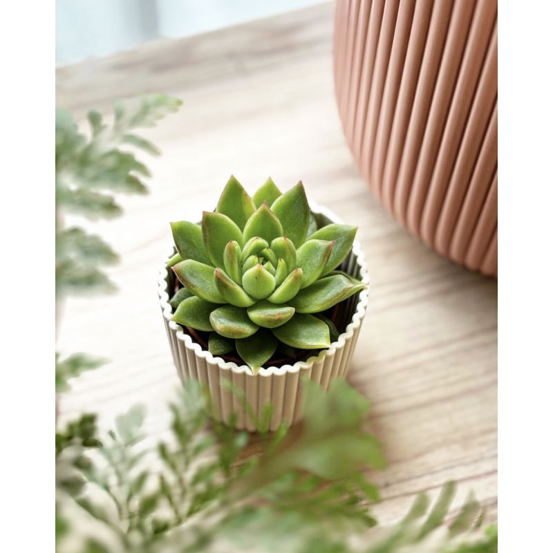 Echeveria 'Miranda' - eszeweria