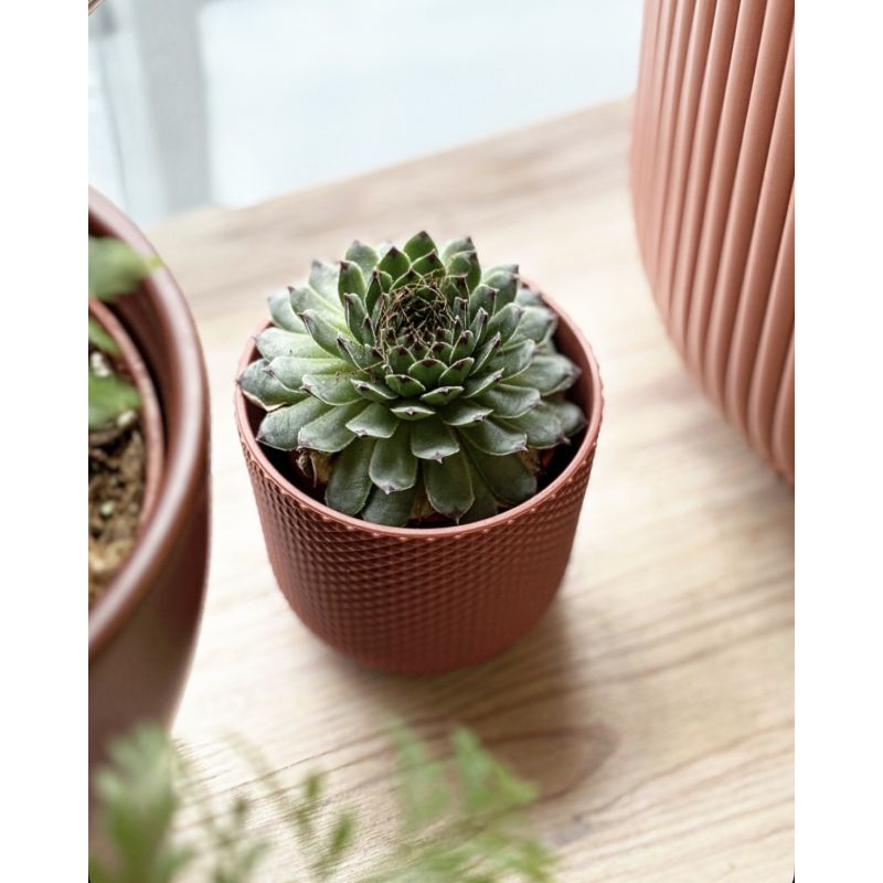 Sempervivum calcareum - rojnik