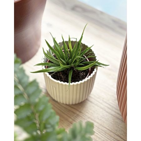 Haworthia angustifolia - haworsja