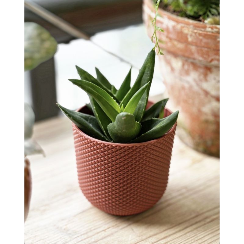 Alworthia 'Black Gem' - alworsja
