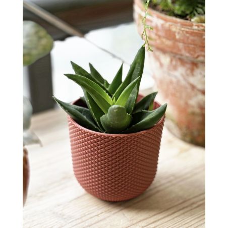 Alworthia 'Black Gem' - alworsja