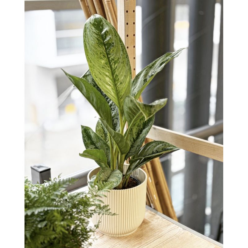 Aglaonema 'Silver Frost' - aglonema