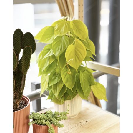 Philodendron scandens 'Lemon Lime' - filodendron pnący