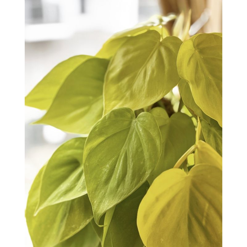 Philodendron scandens 'Lemon Lime' - filodendron pnący