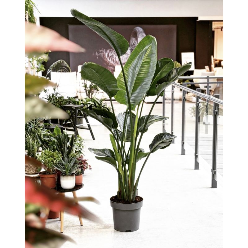 Strelitzia nicolai - strelicja biała