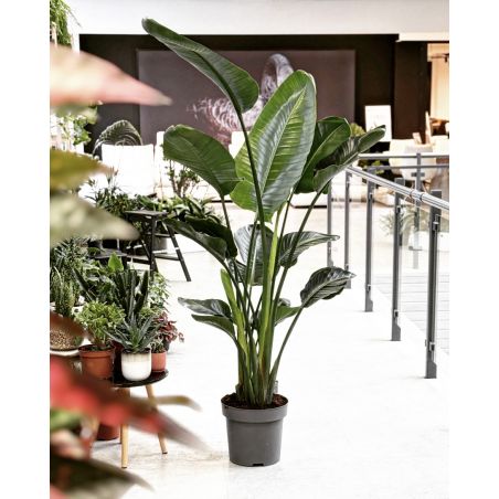Strelitzia nicolai - strelicja biała