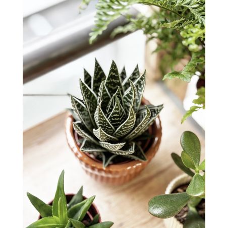 Aloe 'Tiki Tahi' - aloes