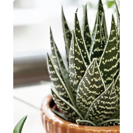 Aloe 'Tiki Tahi' - aloes
