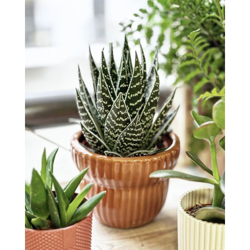 Aloe 'Tiki Tahi' - aloes