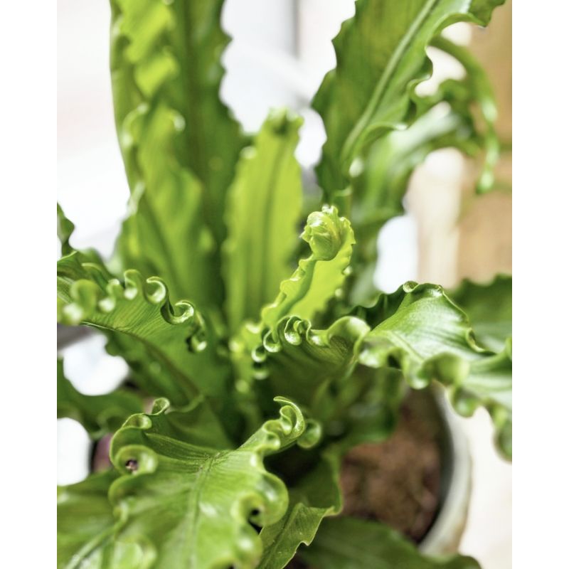 Asplenium antiquum 'Osaka' - zanokcica stara