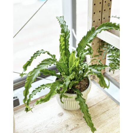 Asplenium antiquum 'Osaka' - zanokcica stara