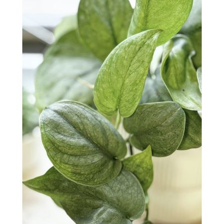 Scindapsus pictus 'Silver Hero' - scindapsus pstry