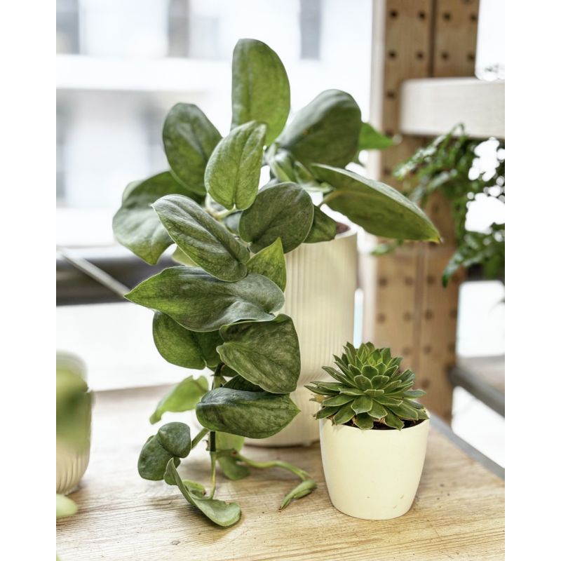 Scindapsus pictus 'Silver Hero' - scindapsus pstry