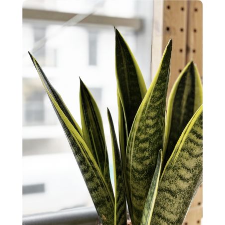 Sansevieria trifasciata 'Canary' - wężownica gwinejska
