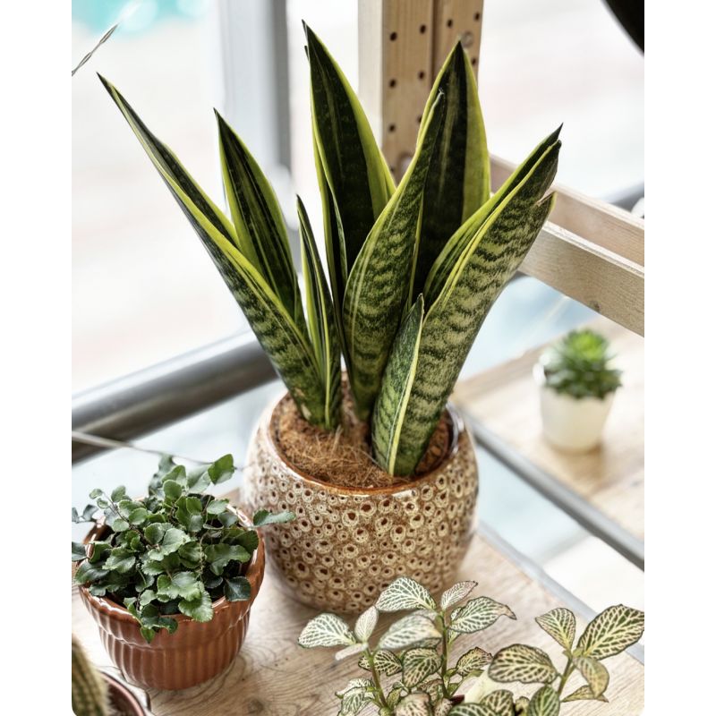 Sansevieria trifasciata 'Canary' - wężownica gwinejska